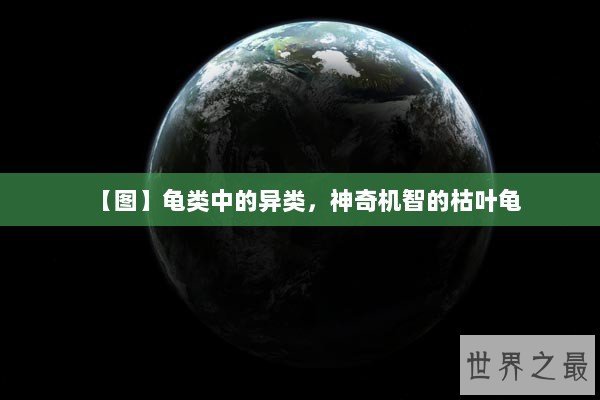 【图】龟类中的异类，神奇机智的枯叶龟