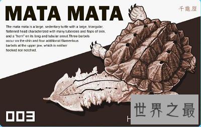 【图】龟类中的异类，神奇机智的枯叶龟