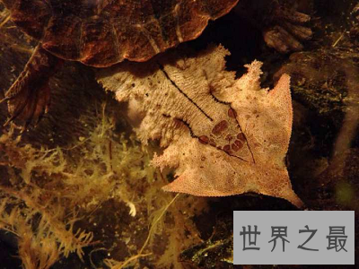 【图】龟类中的异类，神奇机智的枯叶龟