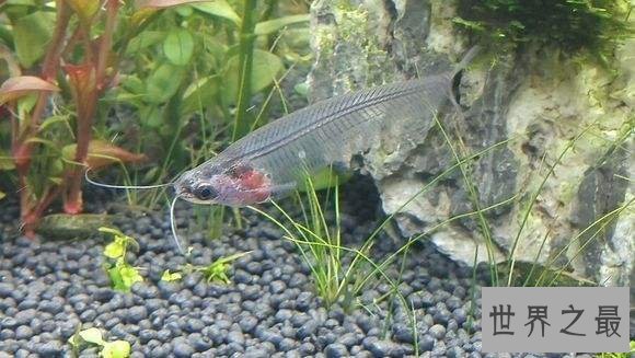 【图】最神奇的鱼，名字叫做玻璃猫，整体透明！