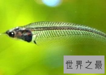 【图】最神奇的鱼，名字叫做玻璃猫，整体透明！