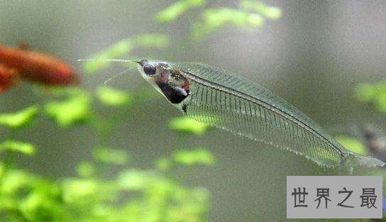 【图】最神奇的鱼，名字叫做玻璃猫，整体透明！