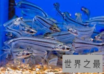 【图】最神奇的鱼，名字叫做玻璃猫，整体透明！