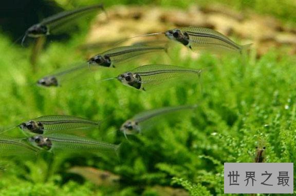 【图】最神奇的鱼，名字叫做玻璃猫，整体透明！