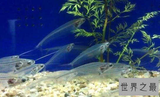 【图】最神奇的鱼，名字叫做玻璃猫，整体透明！