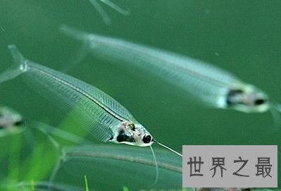 【图】最神奇的鱼，名字叫做玻璃猫，整体透明！