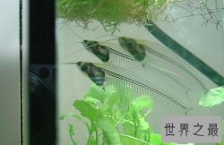 【图】最神奇的鱼，名字叫做玻璃猫，全体透明！