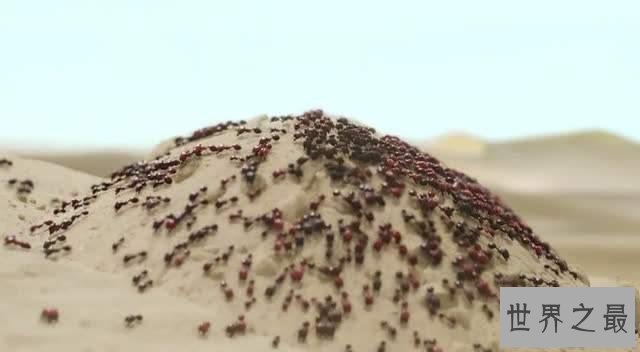 【图】蚂蚁那么多，可都没有沙漠行军蚁恶心！