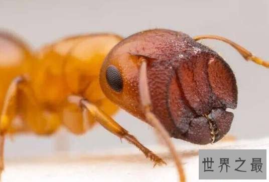 【图】蚂蚁那么多，可都没有沙漠行军蚁恶心！