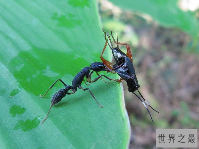 【图】蚂蚁那么多，可都没有沙漠行军蚁恶心！