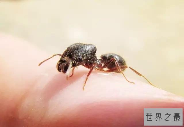 【图】蚂蚁那么多，可都没有沙漠行军蚁恶心！