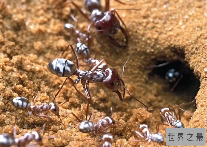 【图】蚂蚁那么多，可都没有沙漠行军蚁恶心！