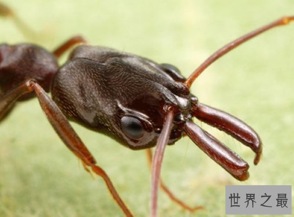 【图】蚂蚁那么多，可都没有沙漠行军蚁恶心！