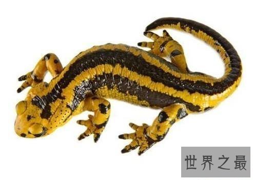 【图】世界上最有争议的成绩-蝾螈有毒吗？