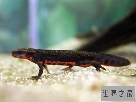【图】世界上最有争议的成绩-蝾螈有毒吗？