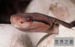 【图】世界上最有争议的问题-蝾螈有毒吗？
