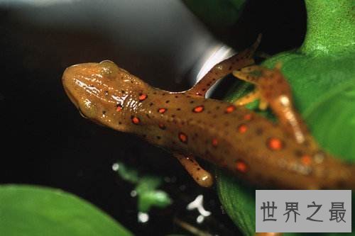 【图】世界上最有争议的成绩-蝾螈有毒吗？