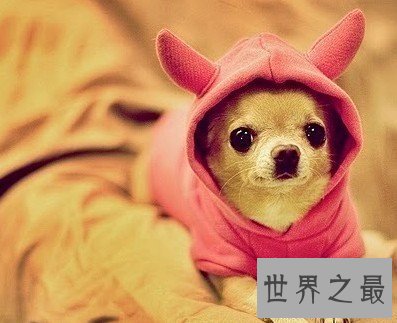 【图】属狗2018年运势，运程