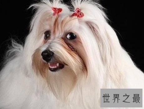 【图】属狗2018年运势，运程