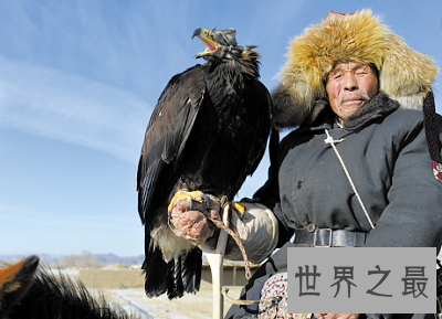 【图】最仁慈驯化猎鹰的方法：熬鹰