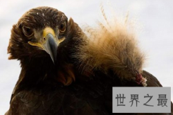 【图】最残忍驯化猎鹰的方法：熬鹰