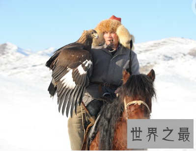 【图】最仁慈驯化猎鹰的方法：熬鹰