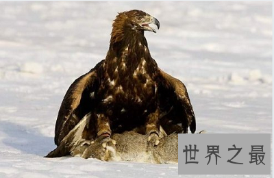 【图】最仁慈驯化猎鹰的方法：熬鹰