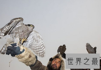【图】最仁慈驯化猎鹰的方法：熬鹰
