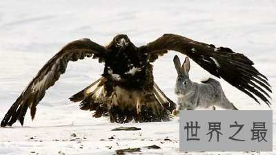 【图】最仁慈驯化猎鹰的方法：熬鹰