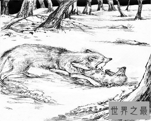 【图】狼王梦的故事，生活的斗争，你敢来吗