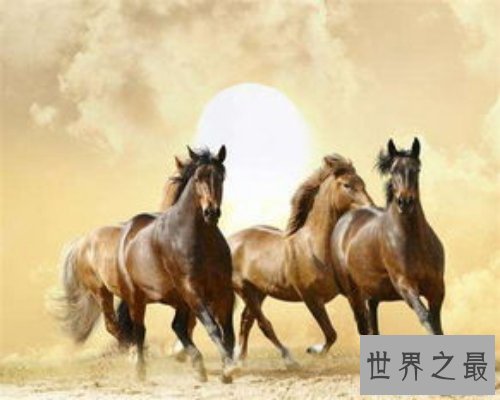 【图】你知道90年属什么嘛？