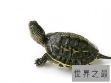 【图】你知道乌龟冬天怎么养吗，这下涨知识了！