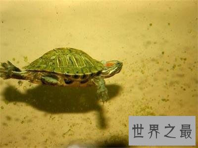 【图】你知道乌龟冬天怎样养吗，这下涨知识了！