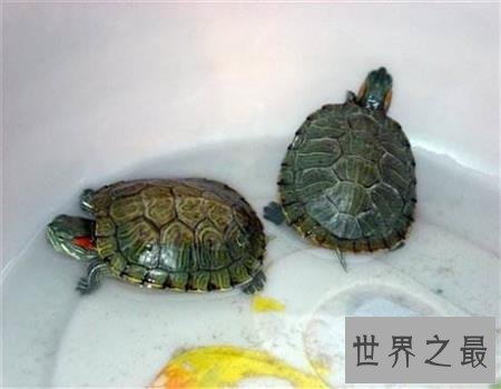 【图】你知道乌龟冬天怎样养吗，这下涨知识了！