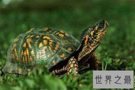 【图】你知道乌龟冬天怎样养吗，这下涨知识了！