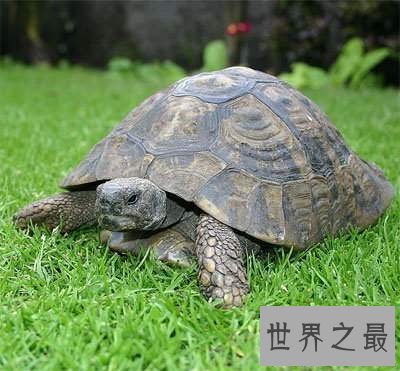 【图】你知道乌龟冬天怎样养吗，这下涨知识了！