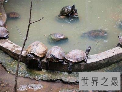 【图】你知道乌龟冬天怎样养吗，这下涨知识了！