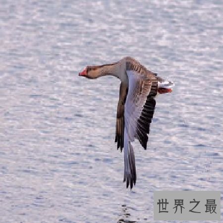 【图】 《鸿雁》歌词中的奥妙