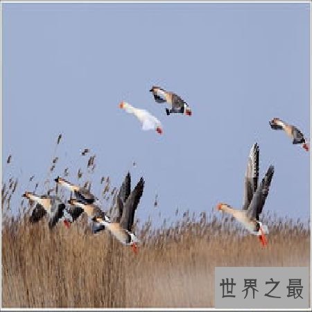 【图】 《鸿雁》歌词中的奥妙