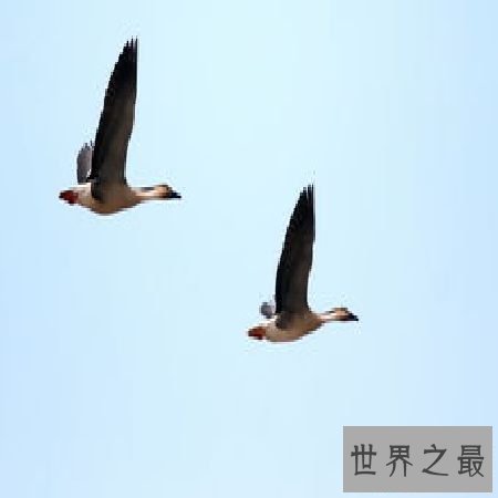 【图】 《鸿雁》歌词中的奥妙