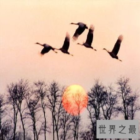 【图】 《鸿雁》歌词中的奥妙