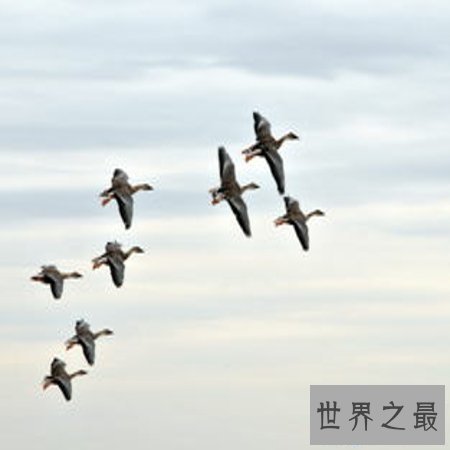 【图】 《鸿雁》歌词中的奥妙