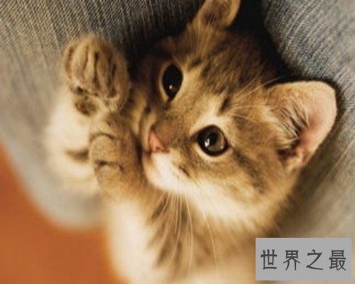 【图】人都容易做梦 梦见猫是什么意思