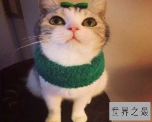 【图】人都容易做梦 梦见猫是什么意思