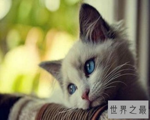 【图】人都容易做梦 梦见猫是什么意思