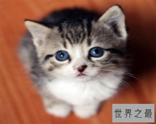 【图】人都容易做梦 梦见猫是什么意思