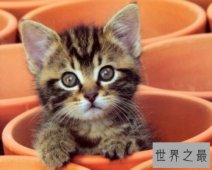 【图】人都容易做梦 梦见猫是什么意思
