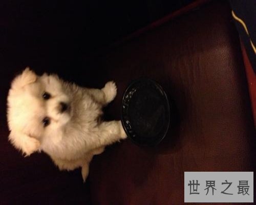 【图】史上最全的狗狗品种大全及图片