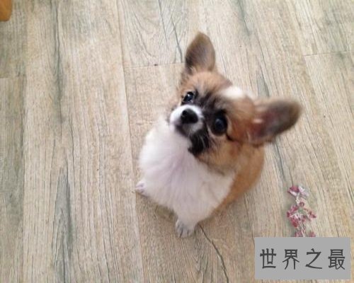 【图】史上最全的狗狗品种大全及图片