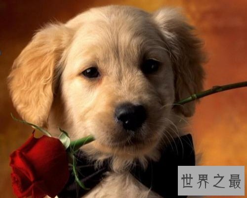 【图】史上最全的狗狗品种大全及图片